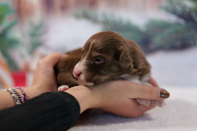 Les chiots de Berger Australien