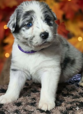 Les chiots de Berger Australien
