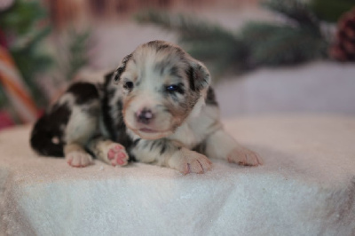 Les chiots de Berger Australien