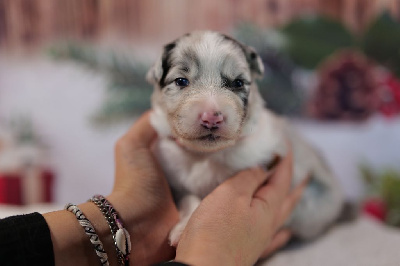 Les chiots de Berger Australien