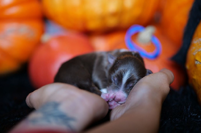 Les chiots de Berger Australien