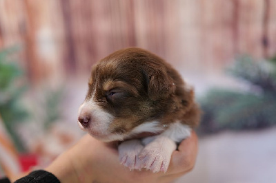 Les chiots de Berger Australien
