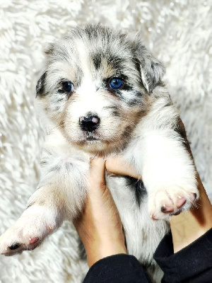 Les chiots de Berger Australien