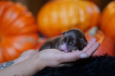 Les chiots de Berger Australien