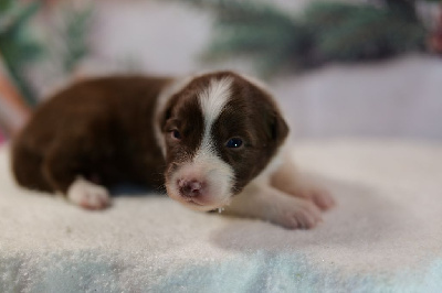 Les chiots de Berger Australien