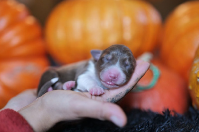 Les chiots de Berger Australien