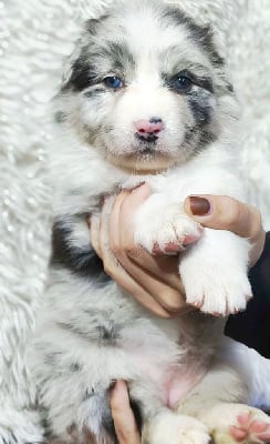 Les chiots de Berger Australien