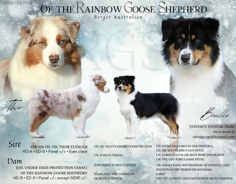 Berger Australien - Of The Rainbow Goose Shepherd