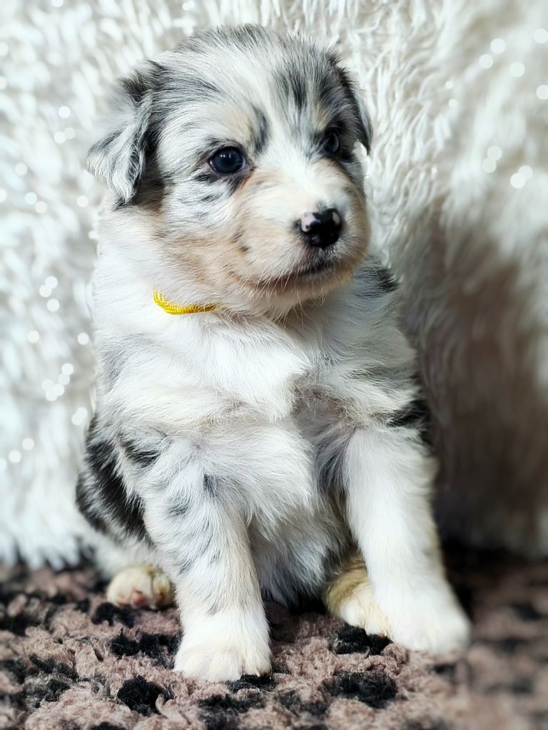 APHRODISIA BLUE LAGON