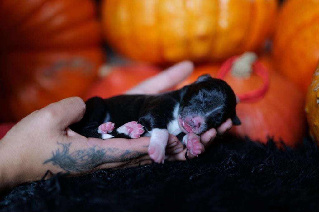 Berger Australien - Of The Rainbow Goose Shepherd