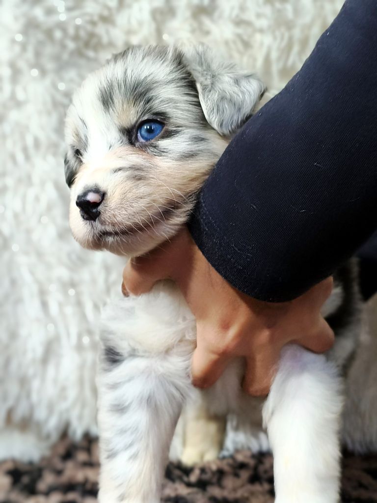 APHRODISIA BLUE LAGON