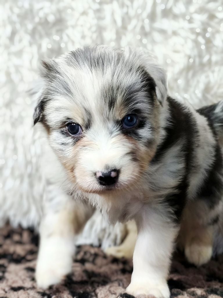 APHRODISIA BLUE LAGON