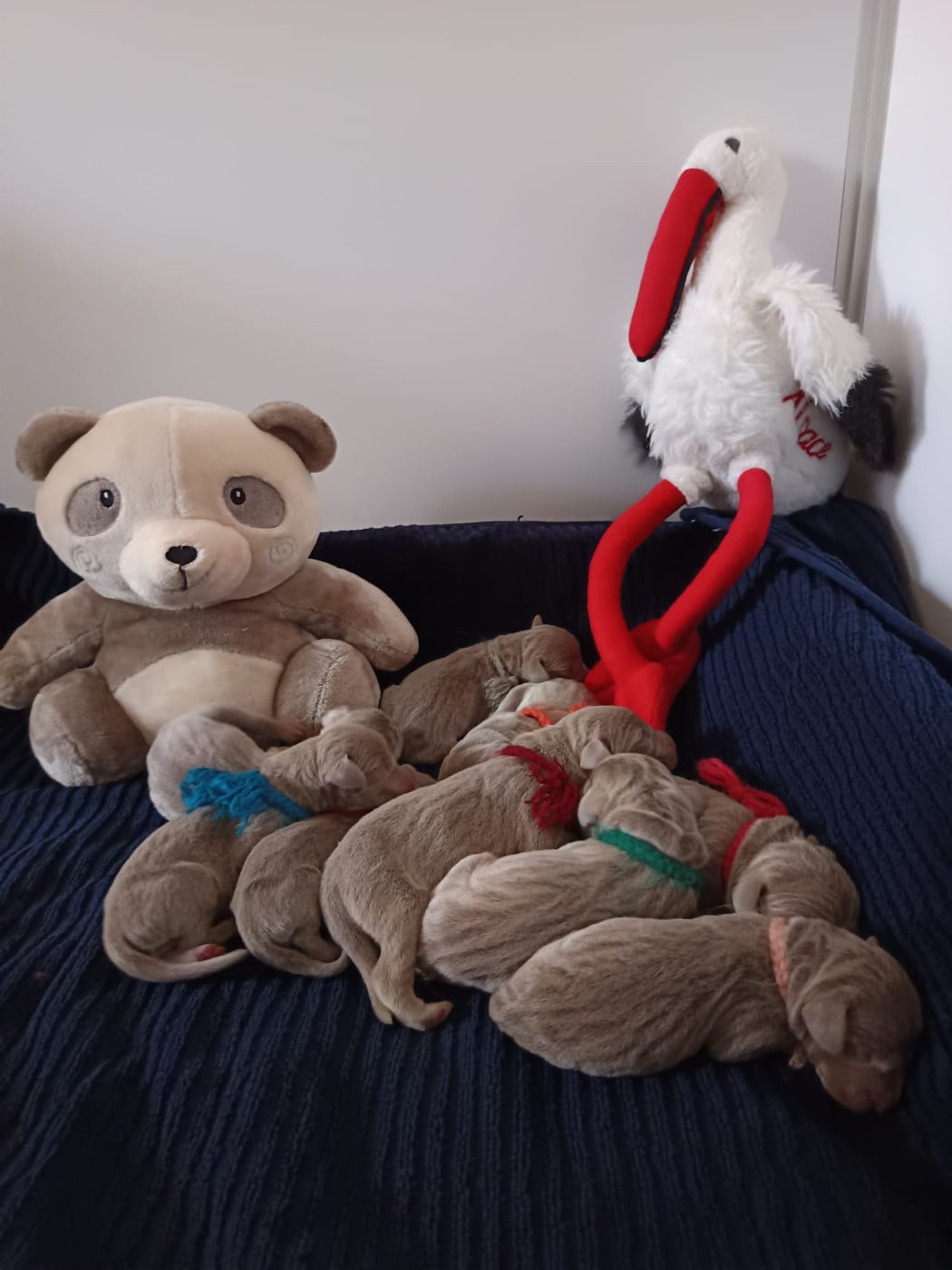 Braque de Weimar - des Gris de la Bellesebonne