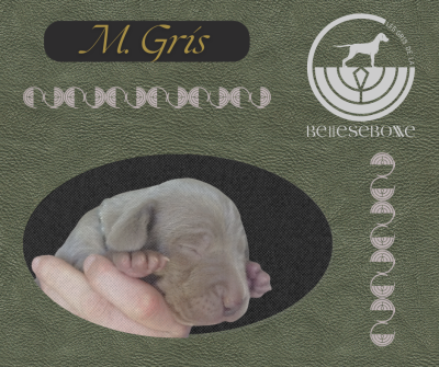 Les chiots de Braque de Weimar