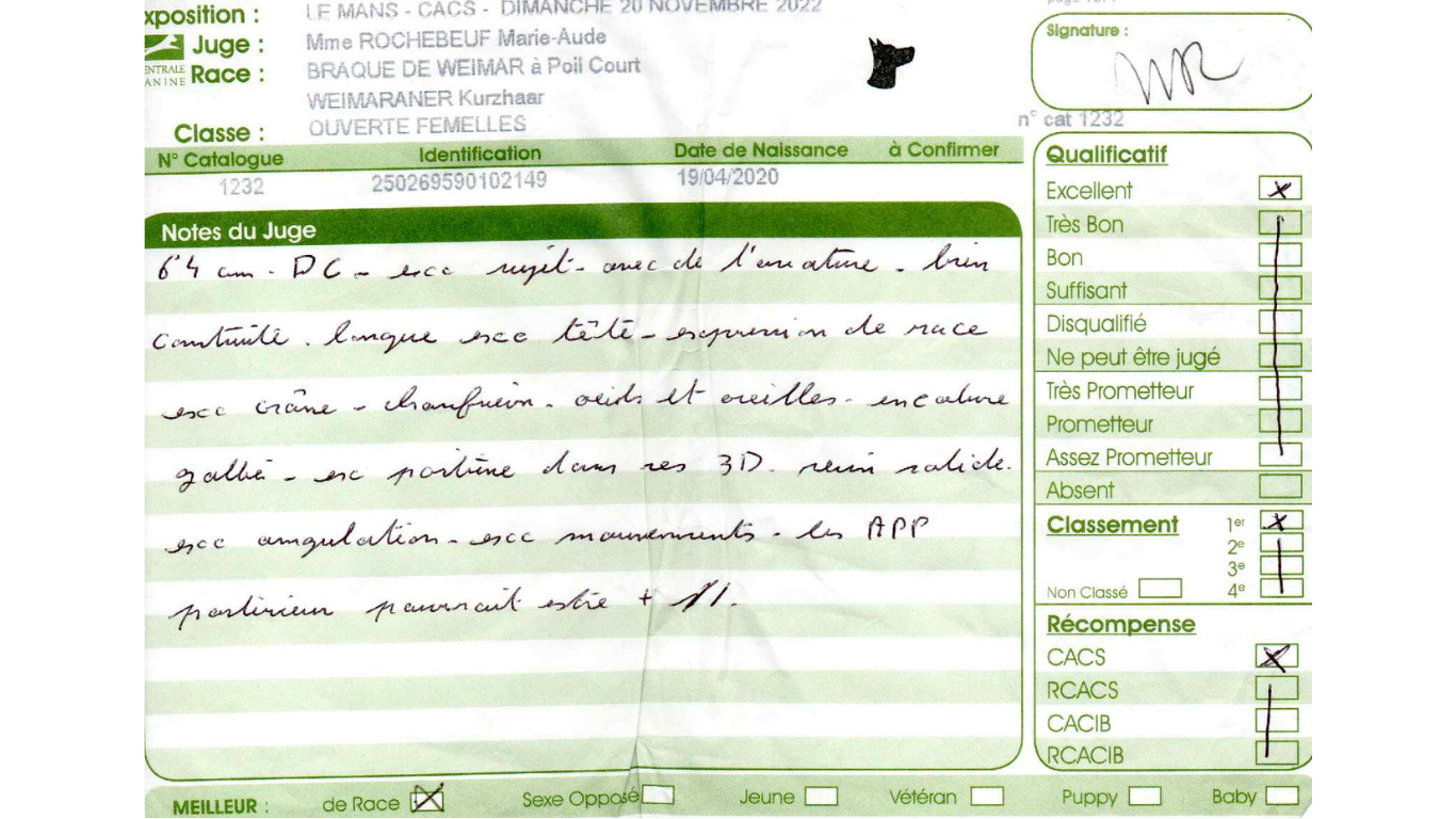 TR. CH. Roxy De gray ghost' de la chevalerie - 1 EXCELLENT CACS MEILLEUR DE RACE