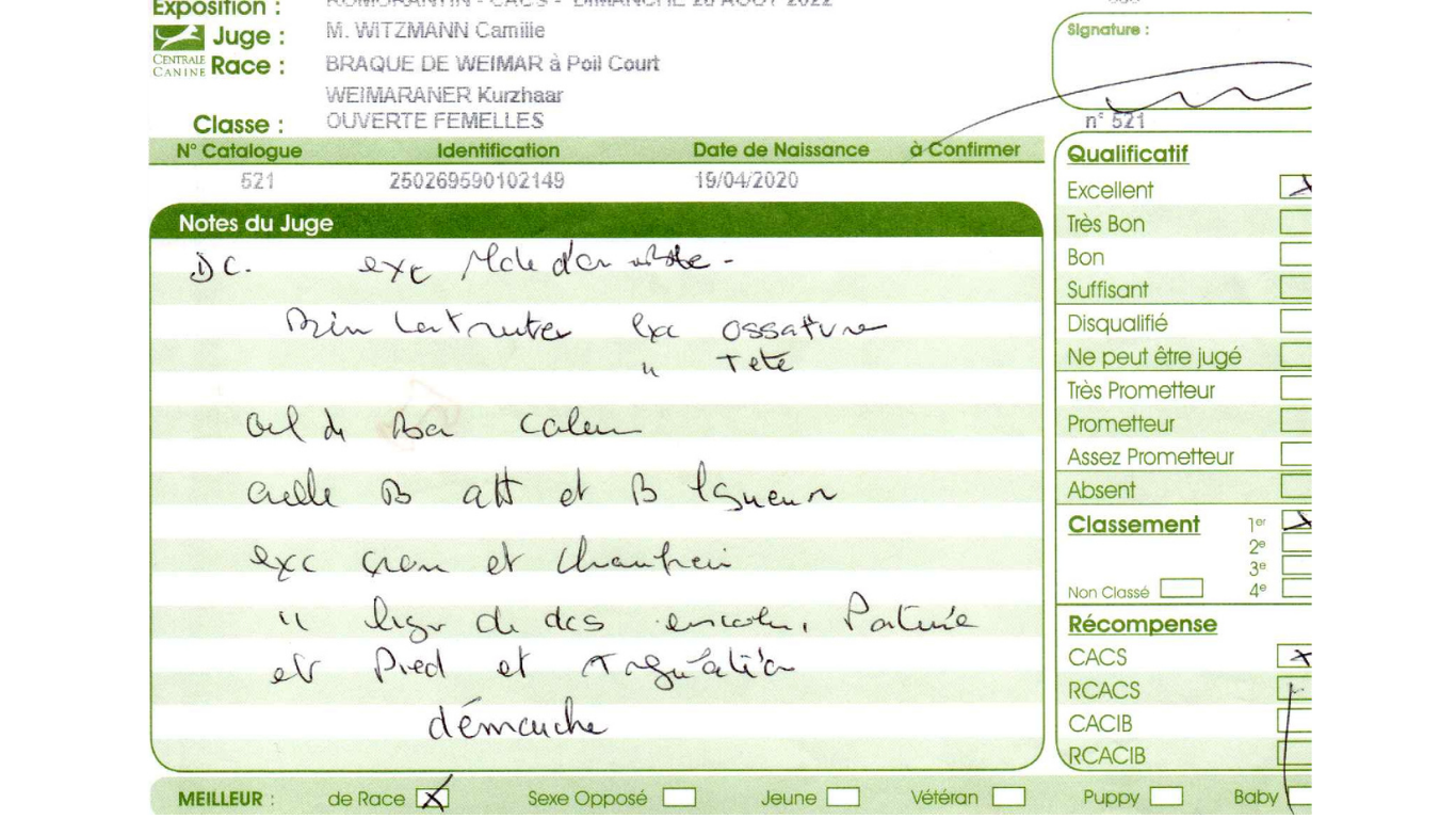 TR. CH. Roxy De gray ghost' de la chevalerie - 1 EXCELLENT CACS MEILLEUR DE RACE