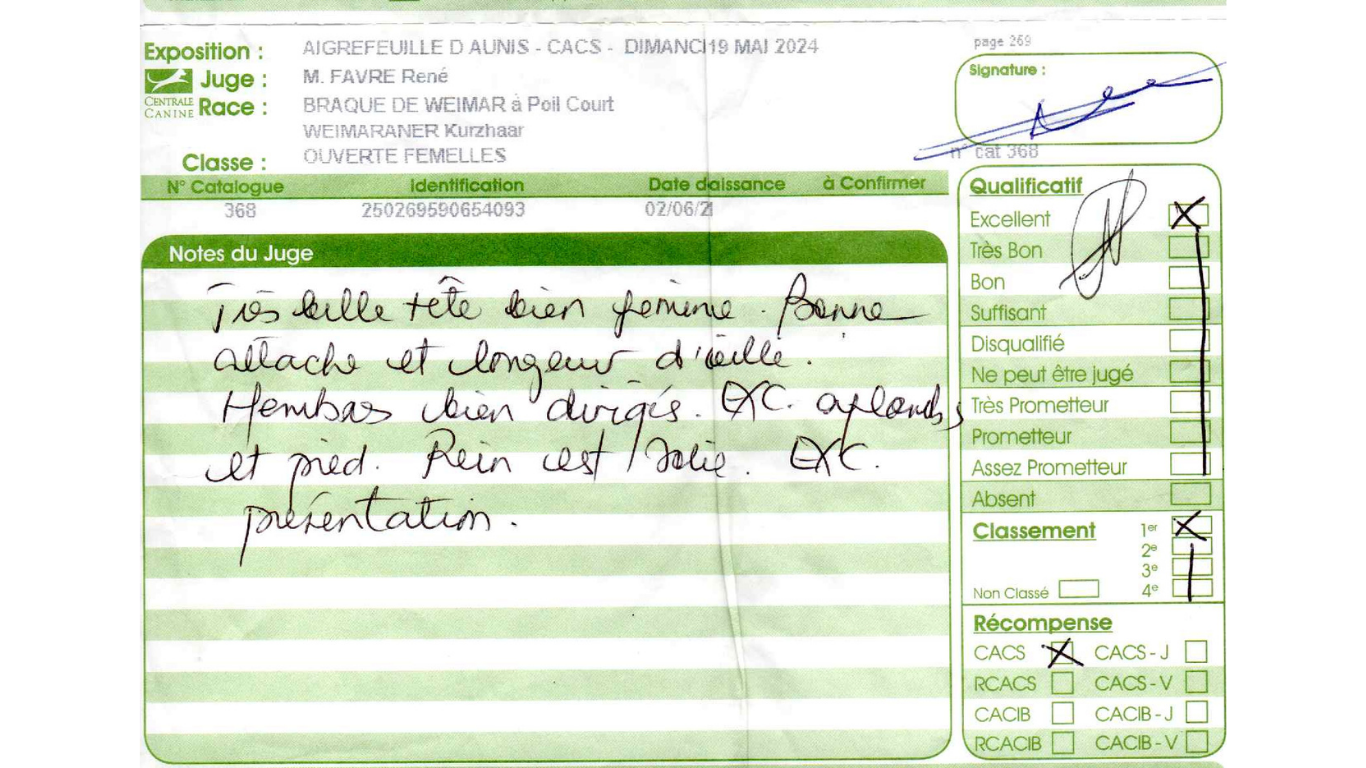 Skada De gray ghost' de la chevalerie - 1 EXCELLENT CACS MEILLEUR DE RACE