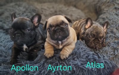 Du Domaine Da Conceiçao