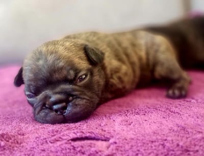 Les chiots de Bouledogue français