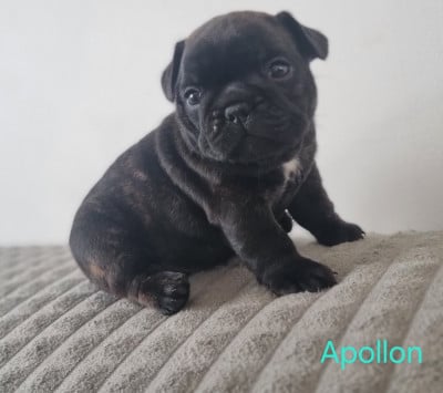 Les chiots de Bouledogue français