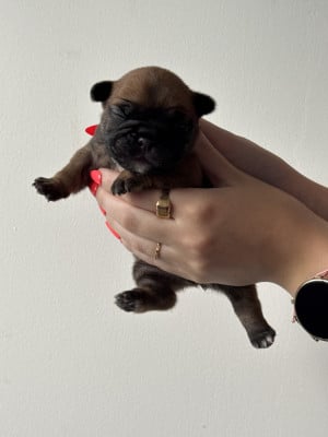 Les chiots de Bouledogue français