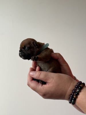 Les chiots de Bouledogue français