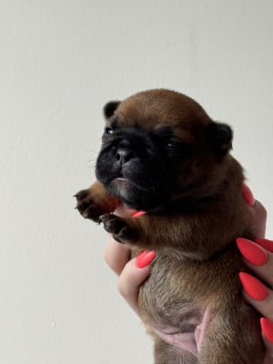 Les chiots de Bouledogue français