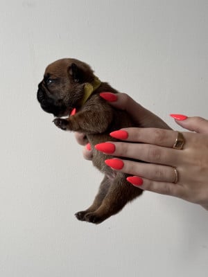 Les chiots de Bouledogue français