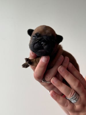 Les chiots de Bouledogue français