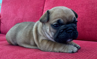 Les chiots de Bouledogue français