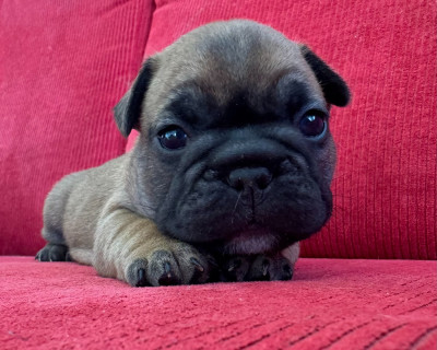 Les chiots de Bouledogue français