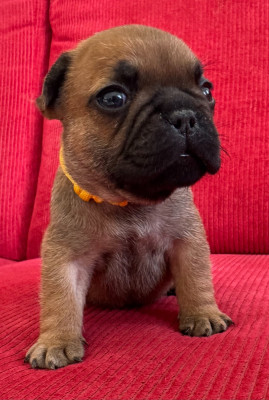 Les chiots de Bouledogue français
