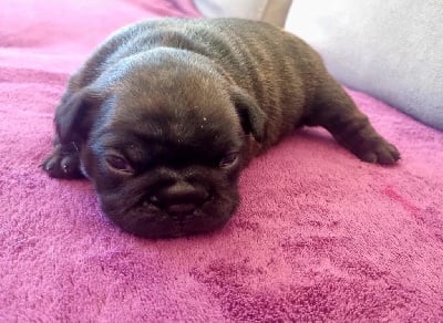 Les chiots de Bouledogue français