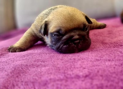 Les chiots de Bouledogue français