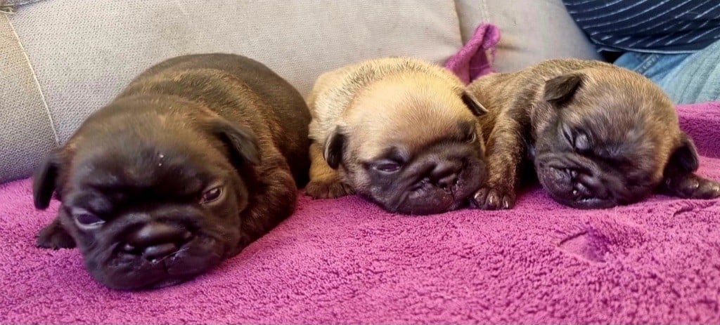 Bouledogue français - Du Domaine Da Conceiçao