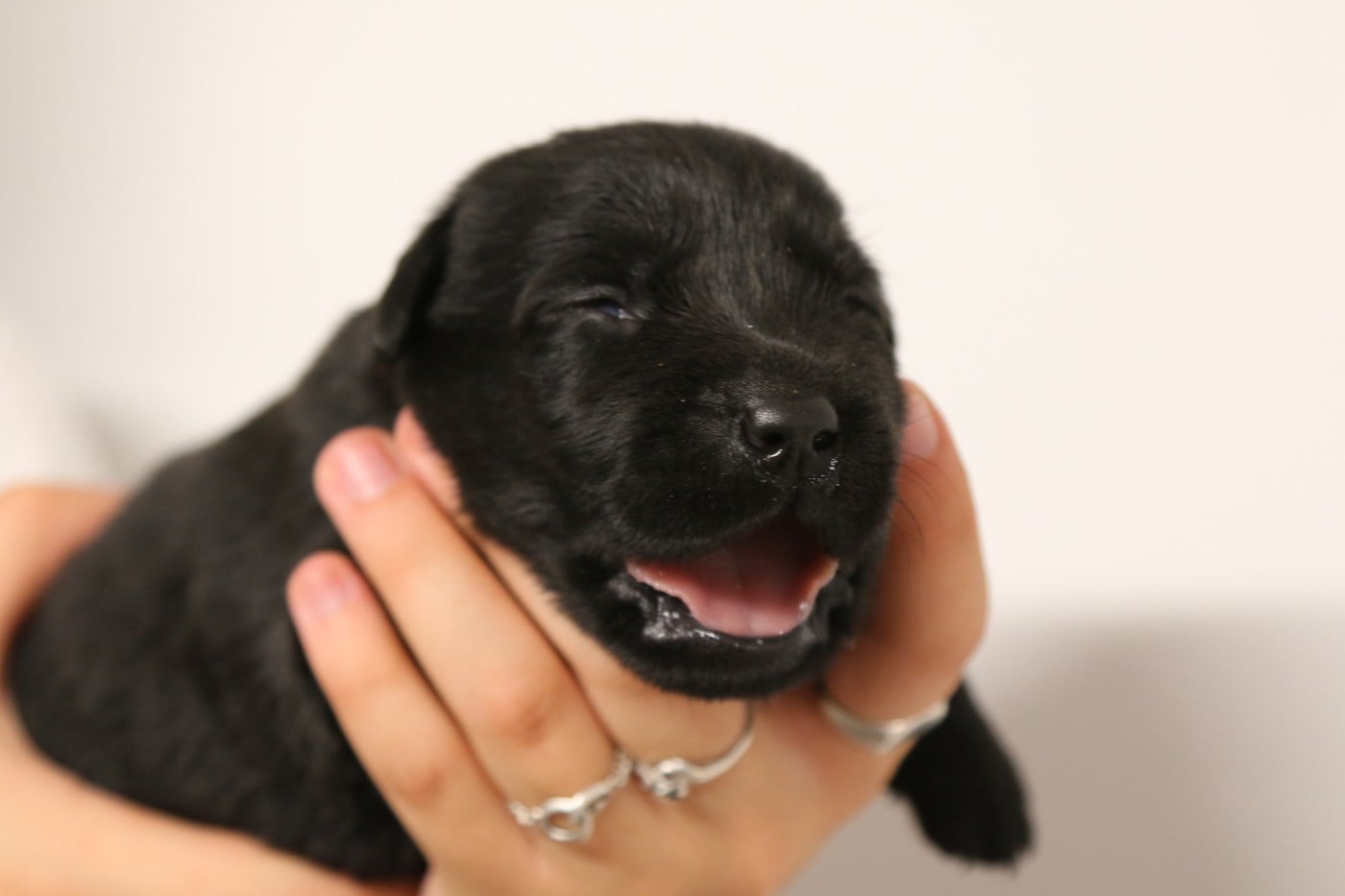 CHIOT 1
