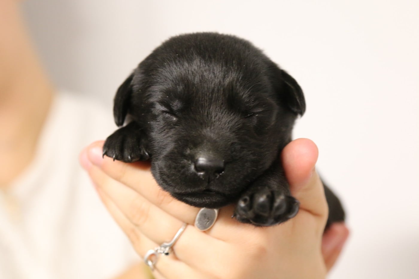 CHIOT 3