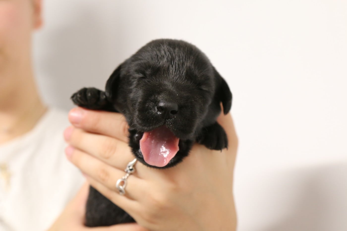 CHIOT 4