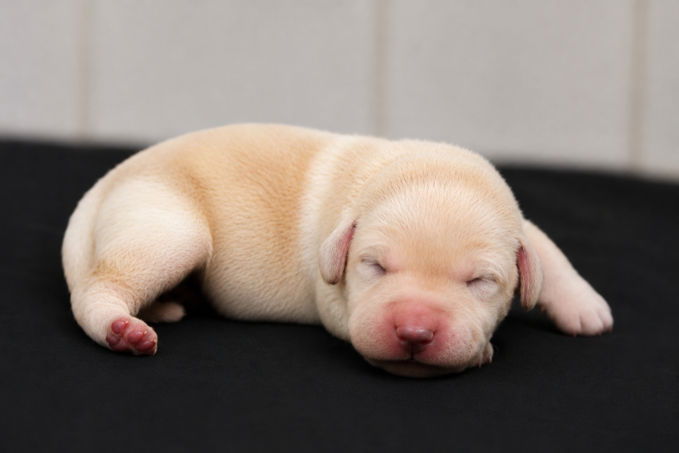 CHIOT 2
