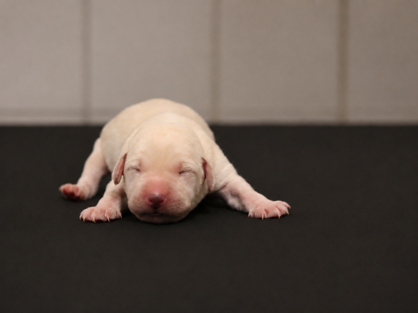 CHIOT 3