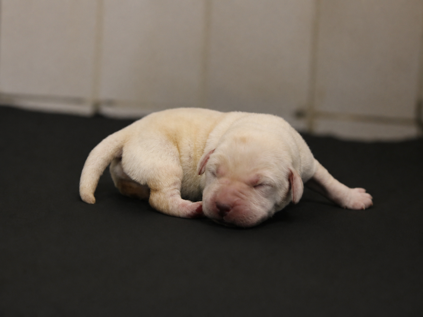CHIOT 4