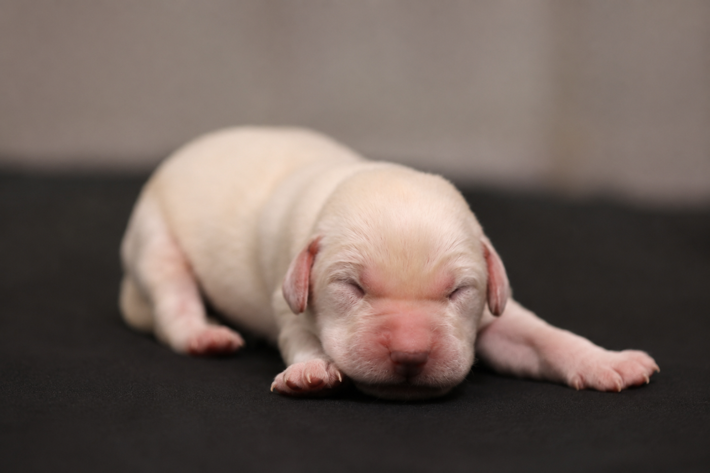 CHIOT 5