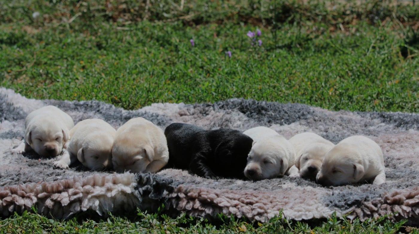 Labrador Retriever - Du Chocolat Surprise