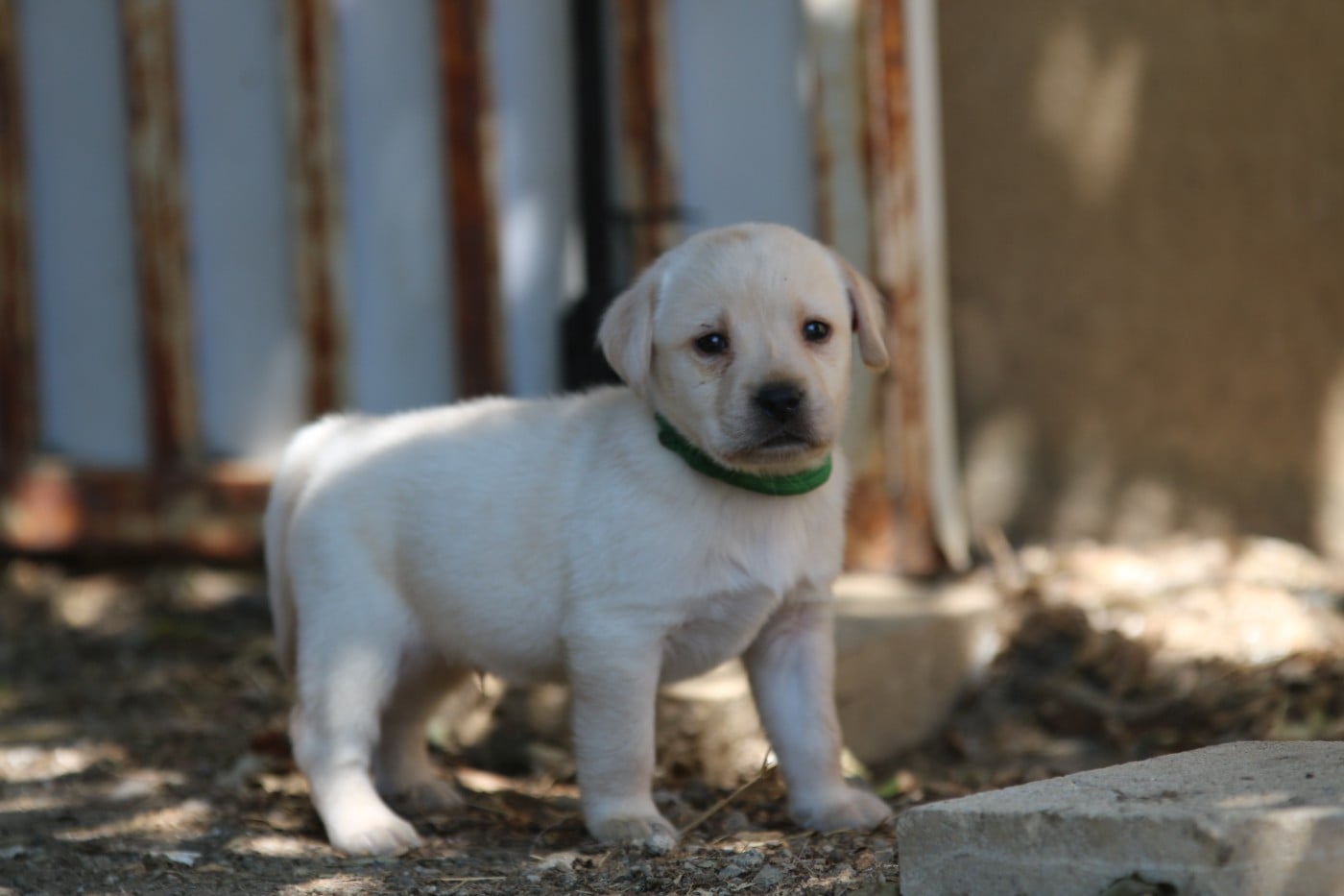 Labrador Retriever - Du Chocolat Surprise
