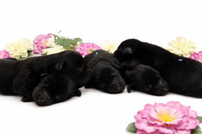 Les chiots de Labrador Retriever
