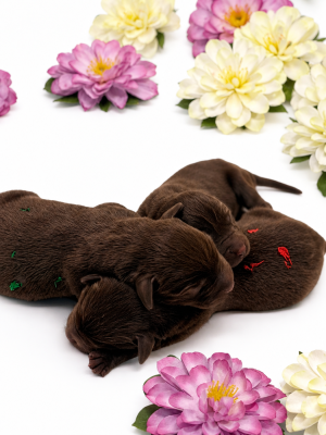 Les chiots de Labrador Retriever