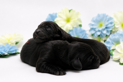 Les chiots de Labrador Retriever