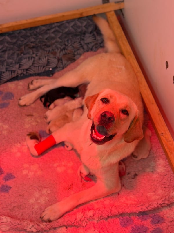 Labrador Retriever - Du Chocolat Surprise
