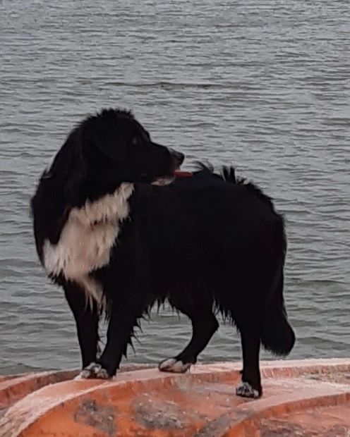 Publication : Du Domaine Saint Nicolas Auteur : Catherine PAVIOT