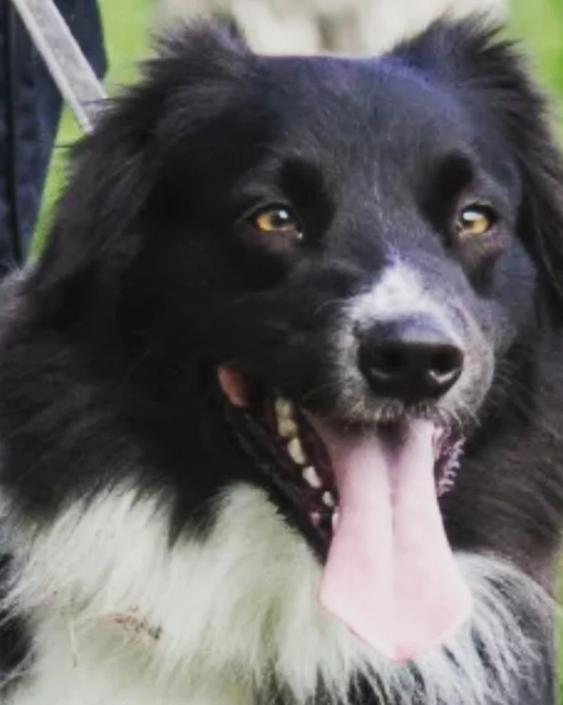 Publication : Du Domaine Saint Nicolas Auteur : Catherine PAVIOT